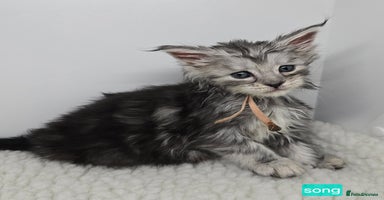 Maine Coon cats Maine Coon Kittens Silver Imported Shaded Lines - Advert 2