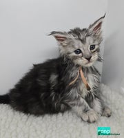 Maine Coon cats Maine Coon Kittens Silver Imported Shaded Lines - Advert 2
