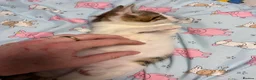 Maine Coon cats for sale: Last gorgeous male Maine Coon X longhair - Advert 8