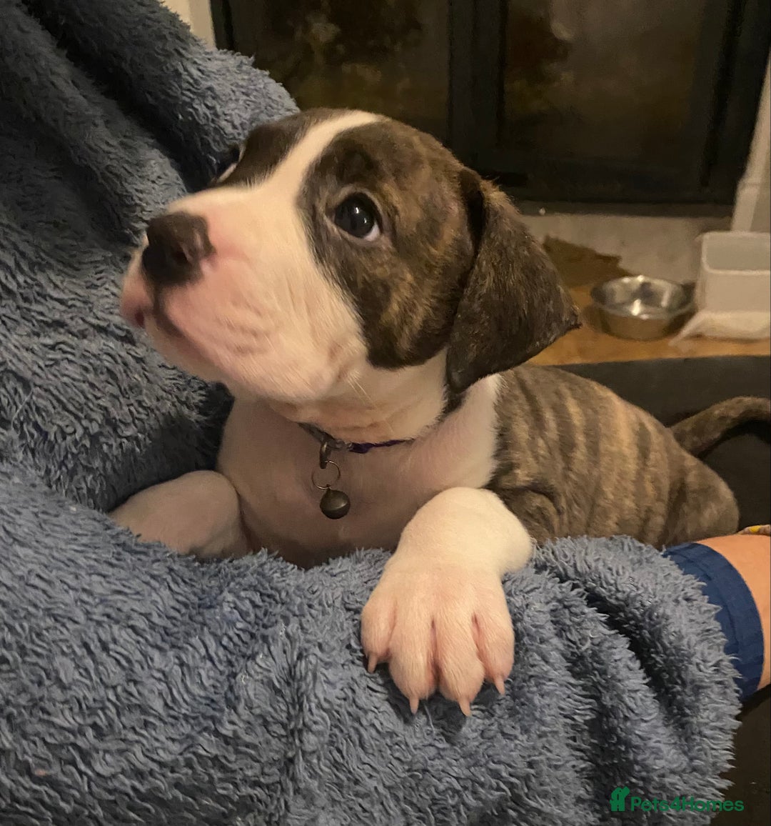 Mixed Breed dogs for sale: Scott American Bulldog Cross  - Advert 7