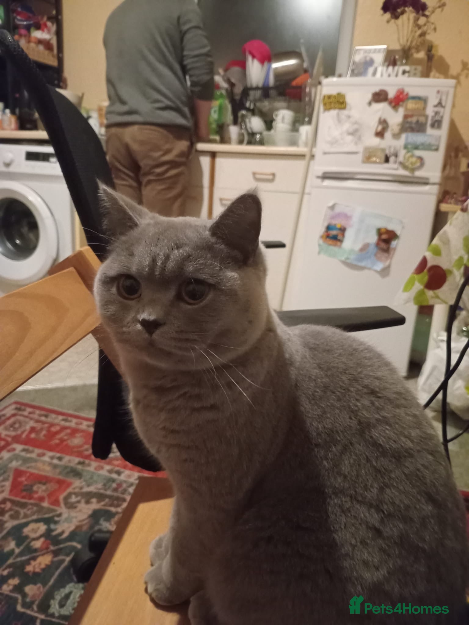 British Shorthair cats British Shorthair  - Advert 1