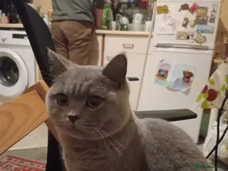 British Shorthair cats British Shorthair - Advert 1