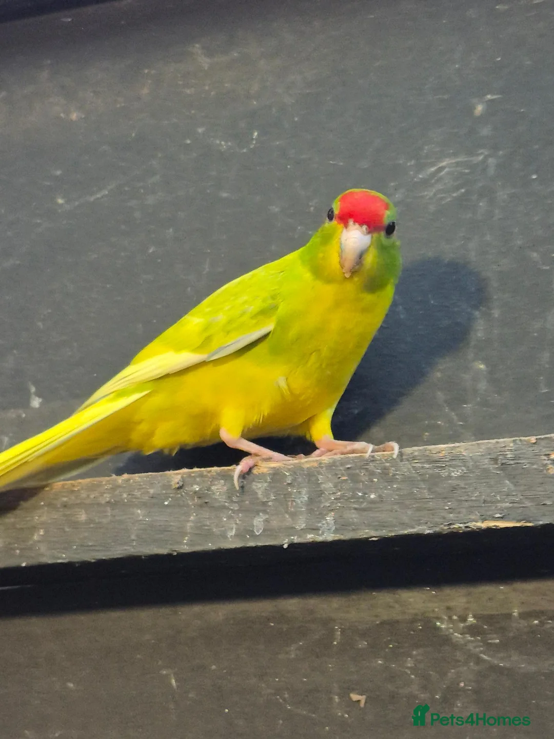 Parakeets birds for sale: Male cinnamon spangle Kakariki for Sale in Wirral - Advert 2
