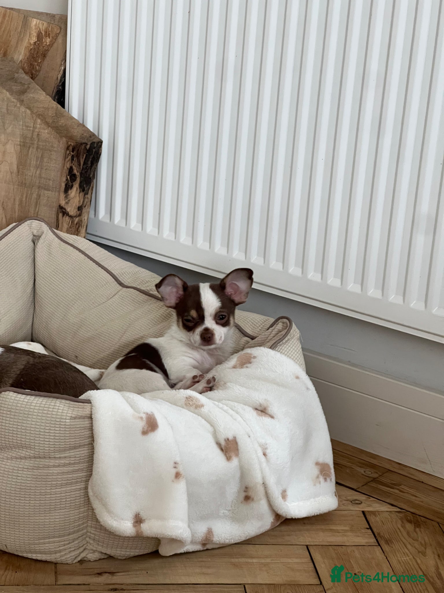 Chihuahua dogs Gorgeous teeny boy Chihuahua puppy 💜 💜 - Advert 17