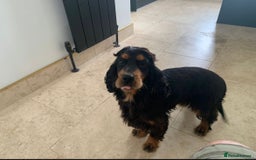 Cocker Spaniel dogs for sale: 5 year old stunning cocker spaniel pedigree - Image 2
