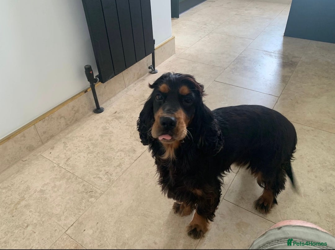 Cocker Spaniel dogs for sale: 5 year old stunning cocker spaniel pedigree - Image 2