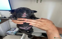 Cane Corso dogs for sale: Gorgeous cane Corso puppies - Image 10