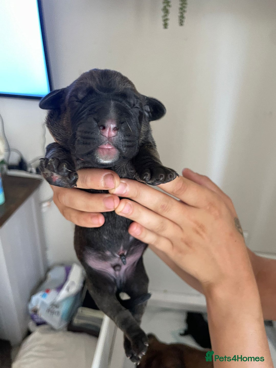 Cane Corso dogs for sale: Gorgeous cane Corso puppies - Image 10