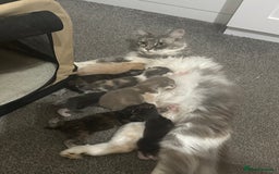 Mixed Breed cats for sale: Half ragdoll fluffy kittens  - Image 11