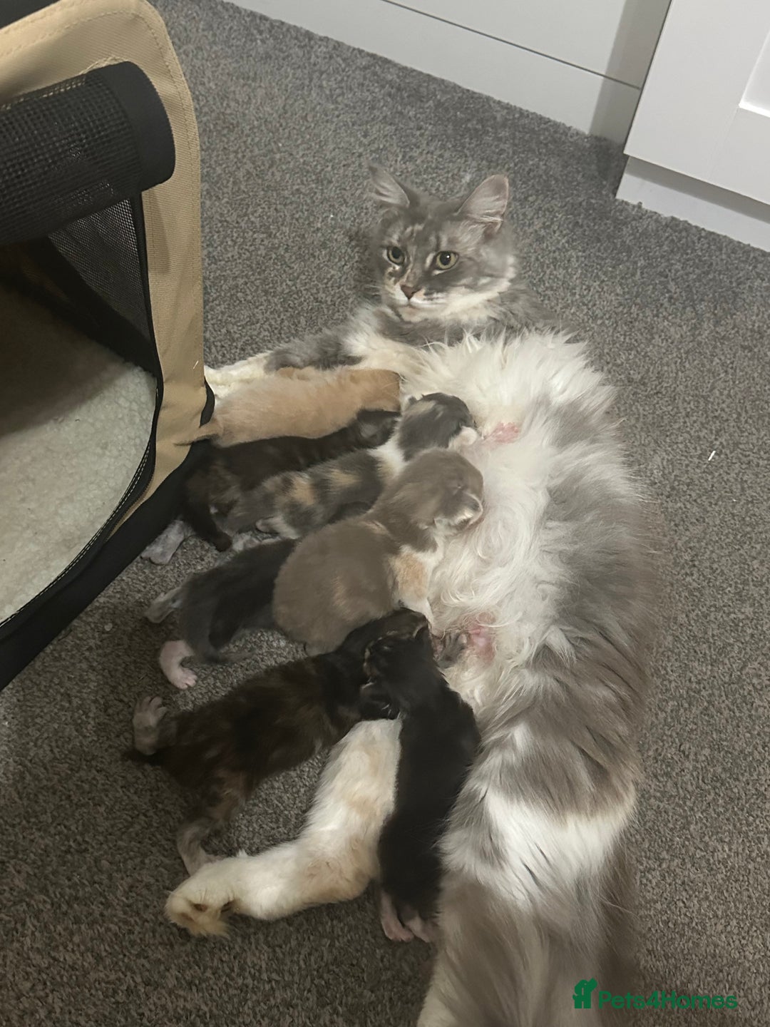 Mixed Breed cats for sale: Half ragdoll fluffy kittens  - Image 11