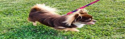 Chihuahua dogs for stud: STUD: Long Coat Chocolate Boy in Aldershot - Advert 7