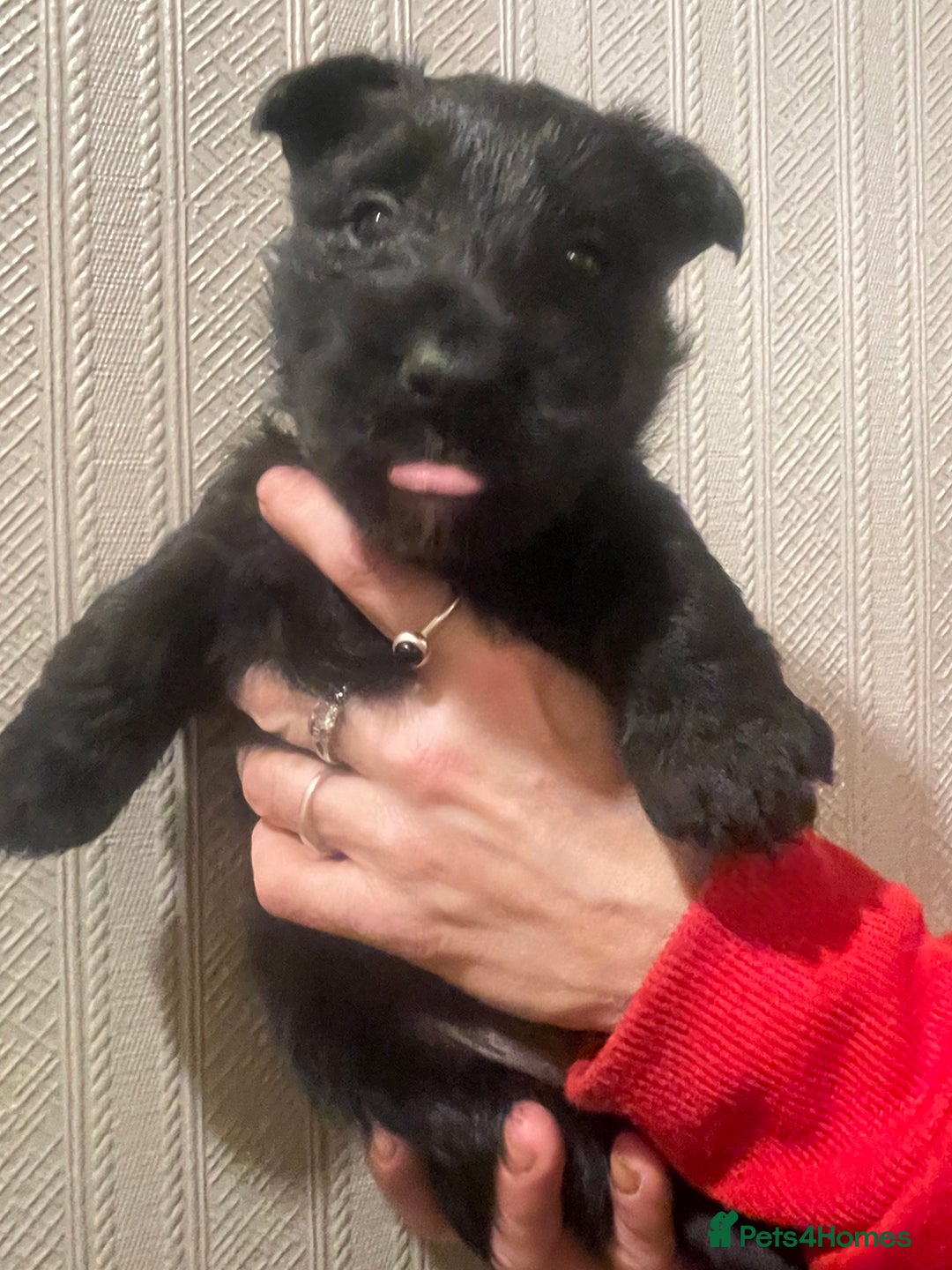 Scottish Terrier dogs for sale: FULLY KC registered Scottish terrier puppies - Advert 6