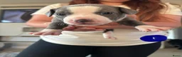 Staffordshire Bull Terrier dogs for sale: Staffordshire Bull Terrier pups x2 beautiful girls - Advert 25