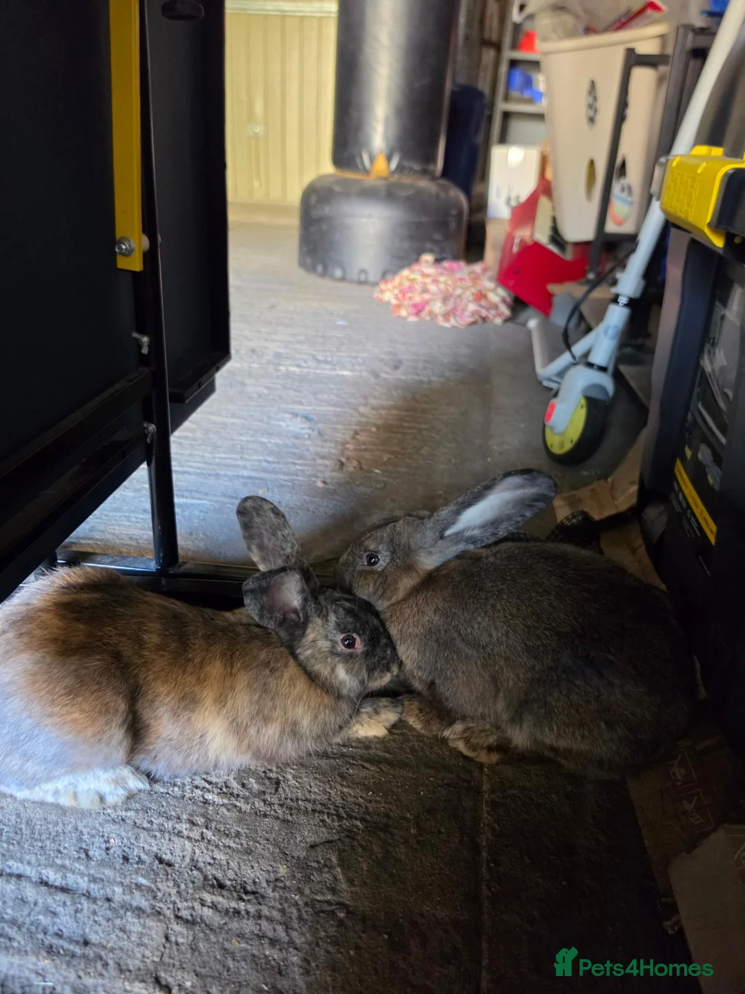 Mixed Breed rabbits for sale: Mixed Gaint Rabbits in Rainham - Advert 2
