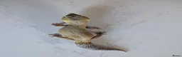 Leopard Gecko reptiles for sale: 7-Year-Old Leopard Gecko + Full Vivarium Setup - Advert 12
