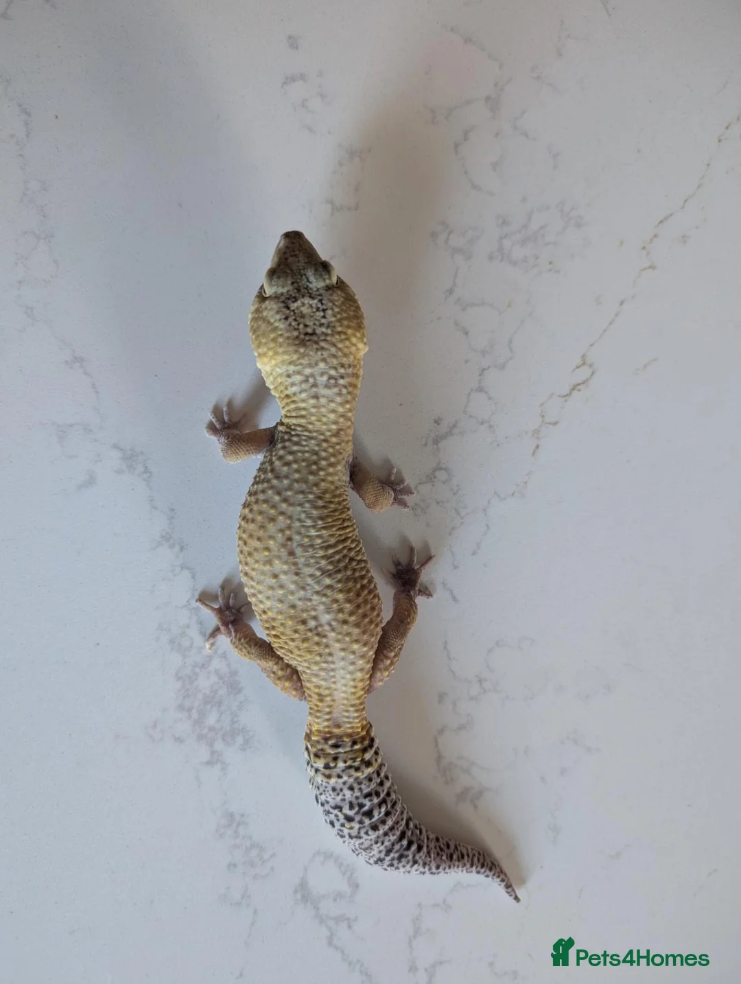 Leopard Gecko reptiles for sale: 7-Year-Old Leopard Gecko + Full Vivarium Setup - Advert 12