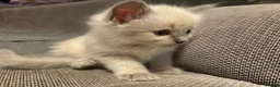 Ragdoll cats for sale: Three Stunning Blue Point Ragdoll Boys Available  - Advert 12
