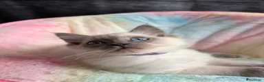 Ragdoll Kitten 3
