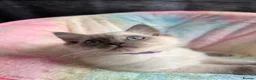 Ragdoll cats for sale: Stunning ragdoll kittens for sale.  - Advert 29