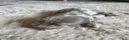 Dachshund dogs for sale: Long hair Dachshund  - Advert 4