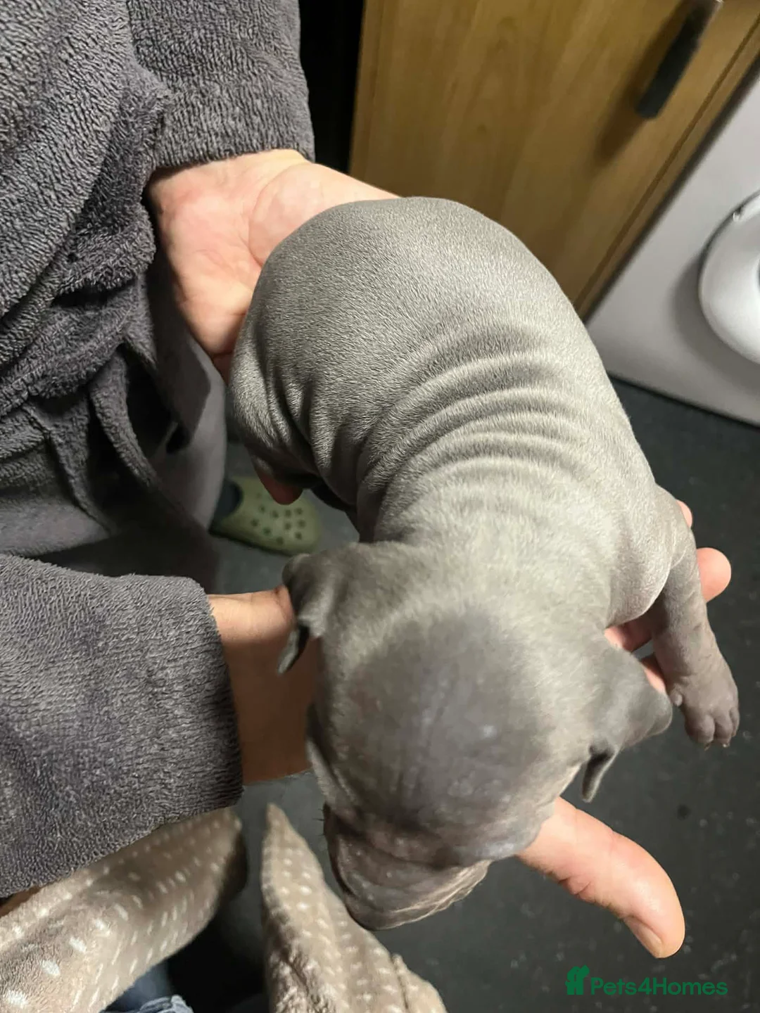 Thai Ridgeback dogs for sale: (New pictures)Thai Ridgeback puppy’s 🏆 - Advert 15