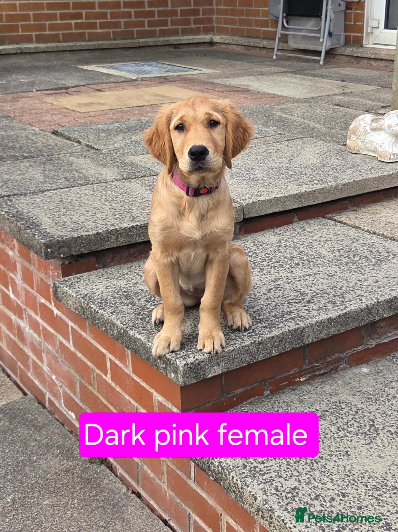 Golden Retriever dogs Beautiful natured pups fully vaccinated - Advert 1
