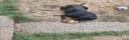 Rottweiler dogs for sale: 2 year old male rottweiler  - Advert 3