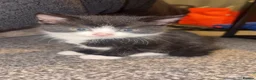 Domestic Shorthair cats for sale:  🐾 Black and white domestic shorthairs - Advert 3
