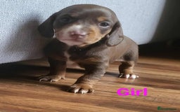 Mixed Breed dogs for sale: 5 Beautiful pups for sale - Image 7