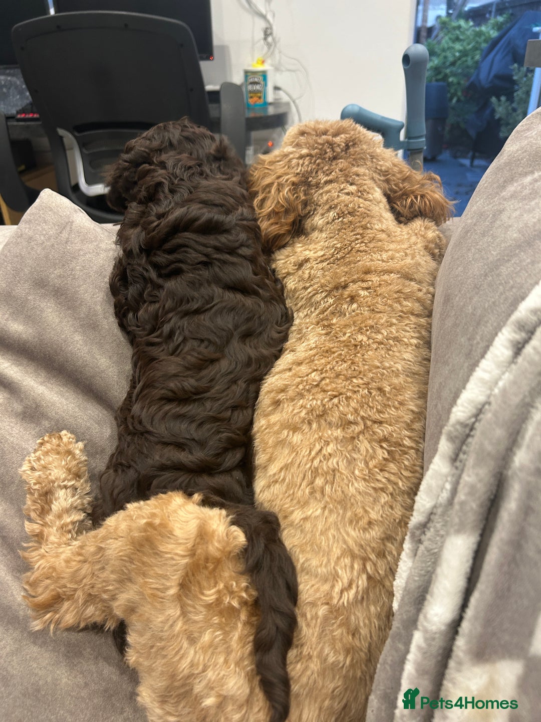 Cockapoo dogs for sale: F1B CHOCOLATE BROWN MERLE FEMALE COCKAPOO - Image 7
