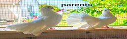 Doves birds for sale: Modena and Garden Fantail pigeons - Advert 5