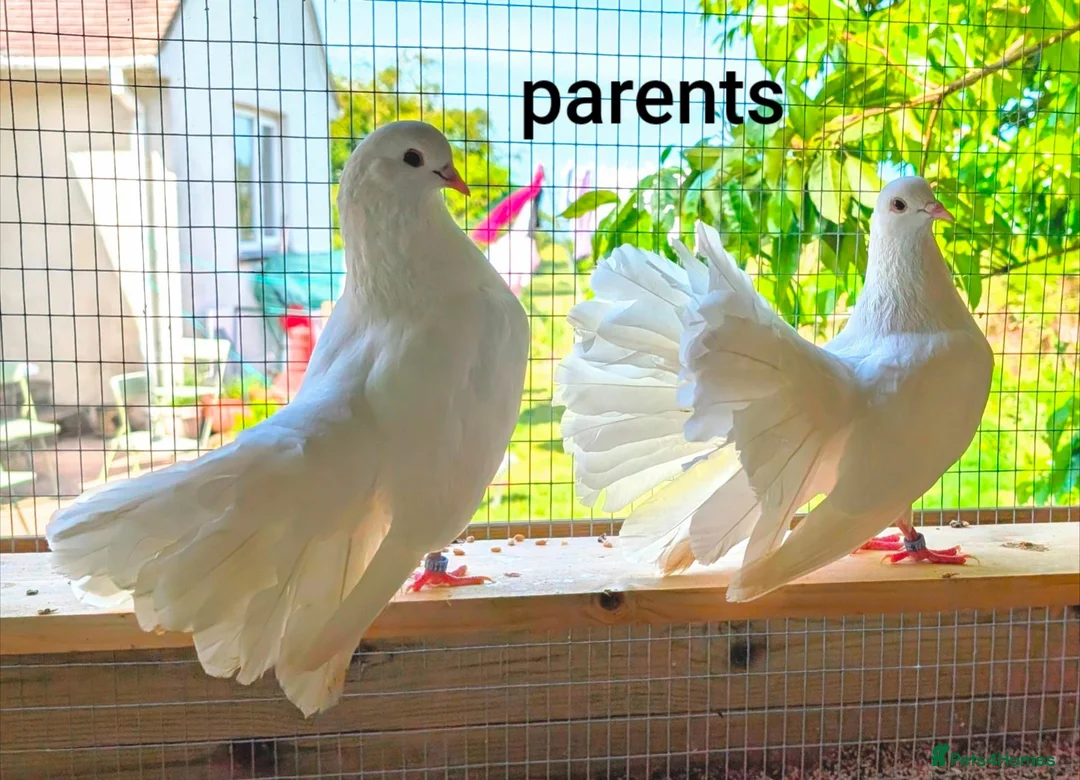Doves birds for sale: Modena and Garden Fantail pigeons - Advert 5