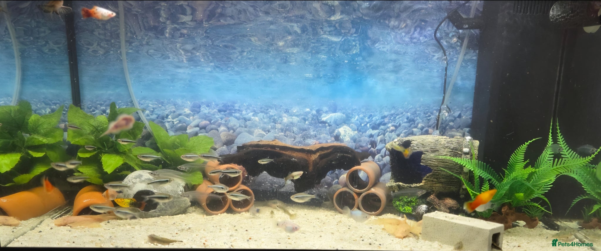 Plecos fish Full tank set up + All fish  - Advert 2