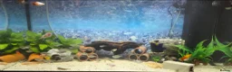 Plecos fish for sale: Full tank set up + All fish  - Advert 1