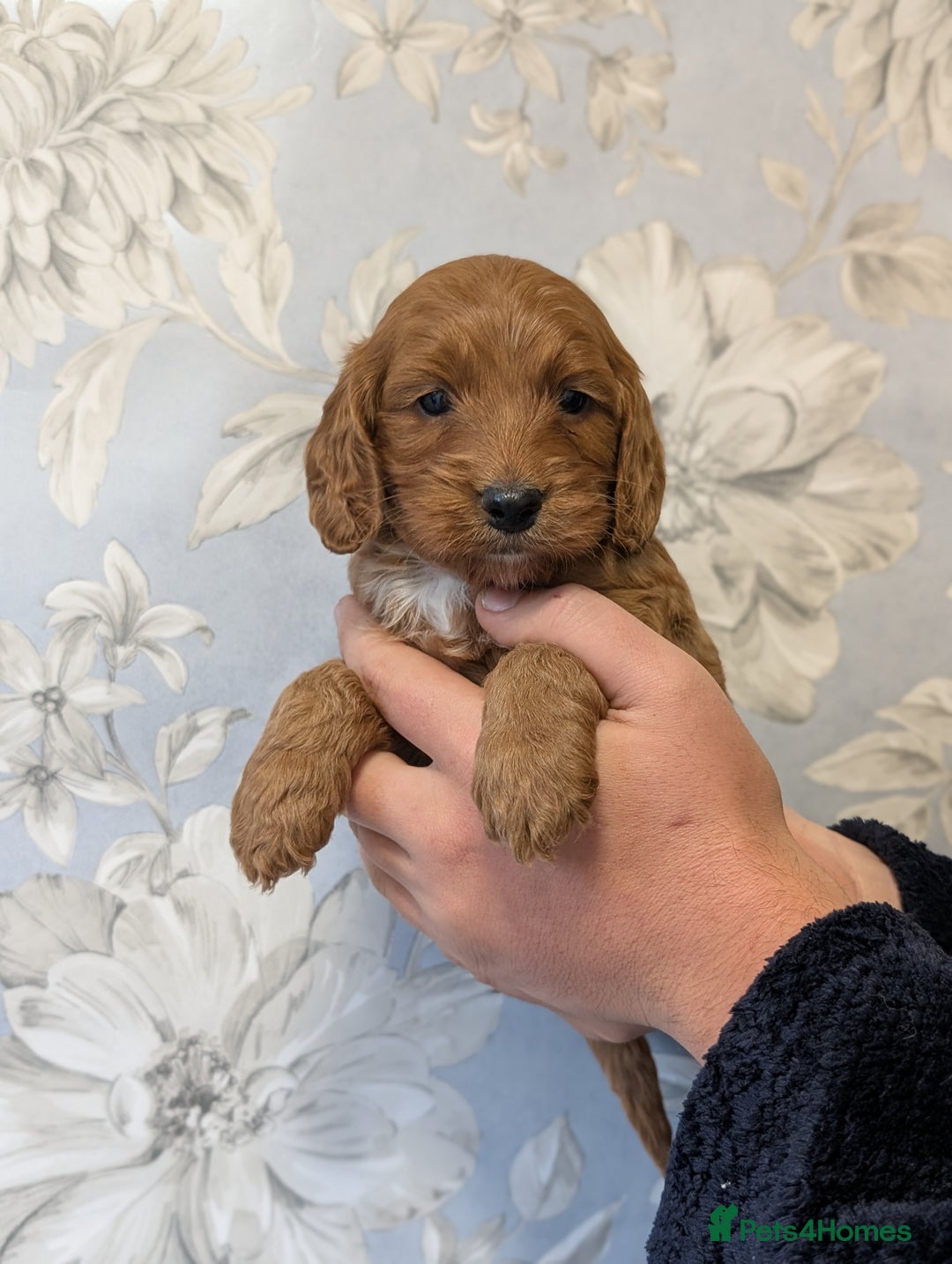 Cockapoo dogs for sale: Red show type cockapoo puppies DNA clear - Image 4