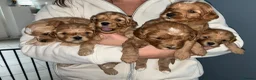 Cavapoo dogs for sale: Beautiful F2 Cavapoo Puppies For Sale 🐶 - Advert 11