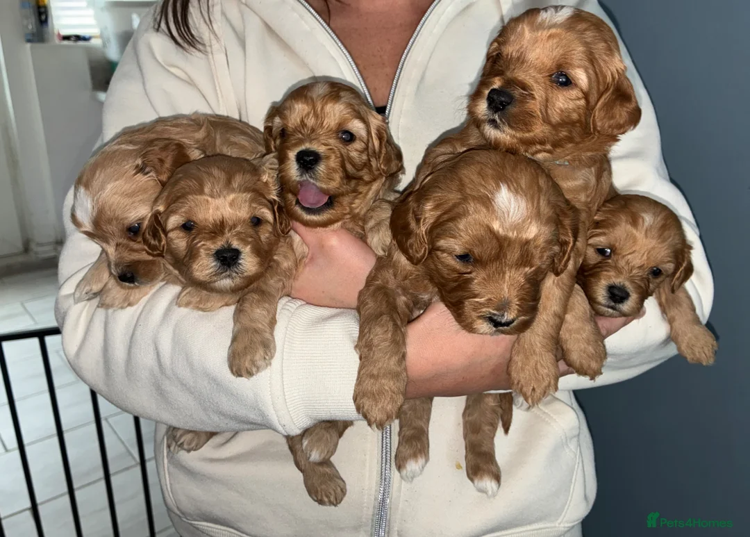Cavapoo dogs for sale: Beautiful F2 Cavapoo Puppies For Sale 🐶 - Advert 11