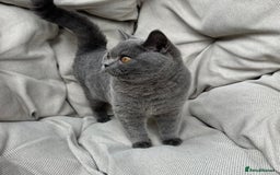 British Shorthair cats for sale: British Shorthair Chunky kittens - Image 19