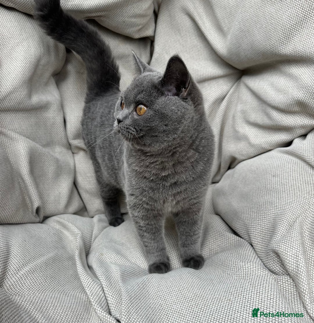 British Shorthair cats for sale: British Shorthair Chunky kittens - Image 19