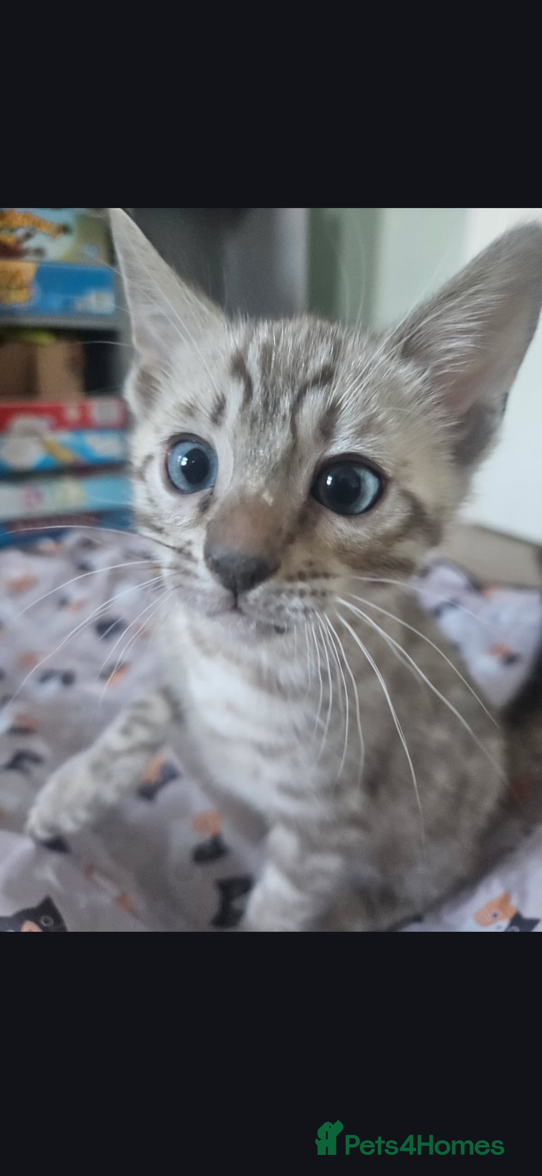 Bengal cats for sale: Bengal kittens ready Jan 30th - Advert 2