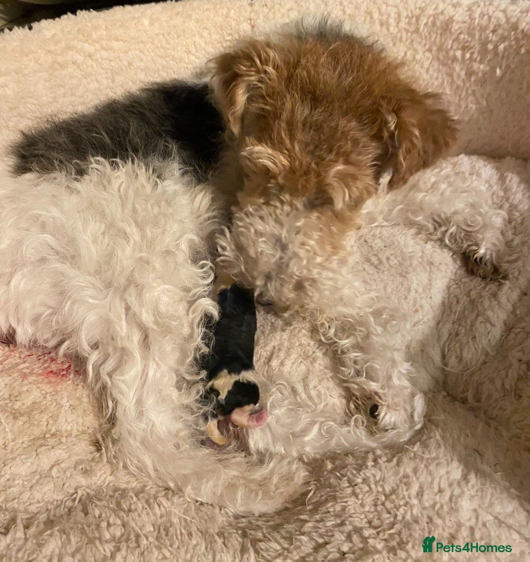 Fox Terrier dogs for sale: Wire fox terrier  - Advert 2