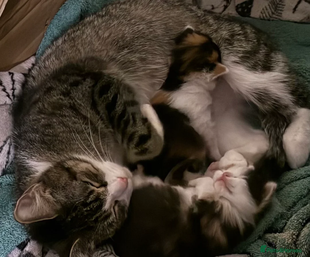 Mixed Breed cats for sale: Adorable Mixed Breed Fluffy Kittens - Advert 5