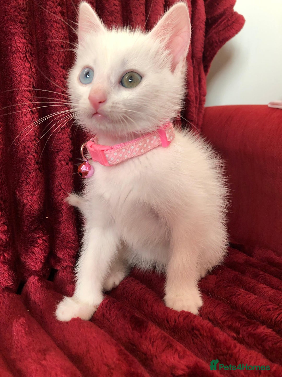 Mixed Breed cats for sale: Black / Brown And White Kittens - Advert 14