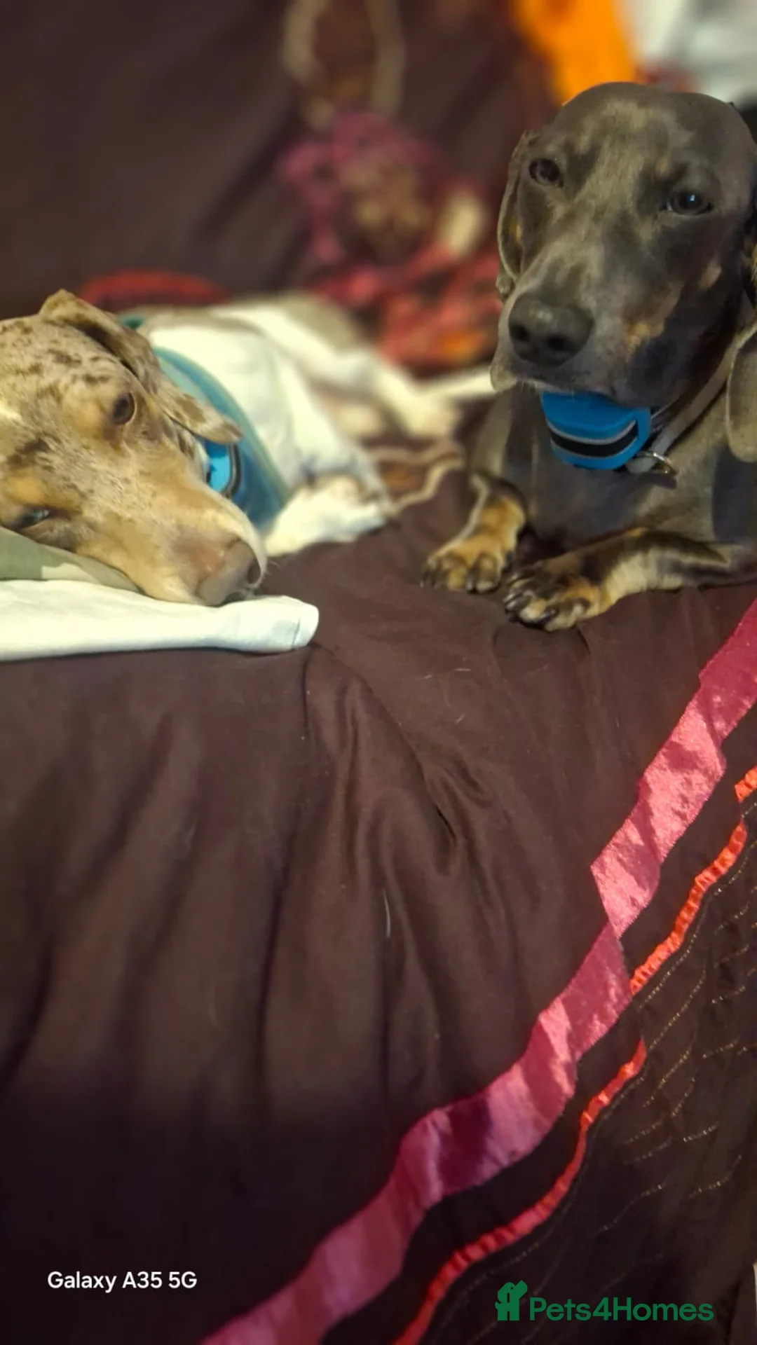 Dachshund dogs for stud: Blue eyed Merle dachshund  - Advert 5