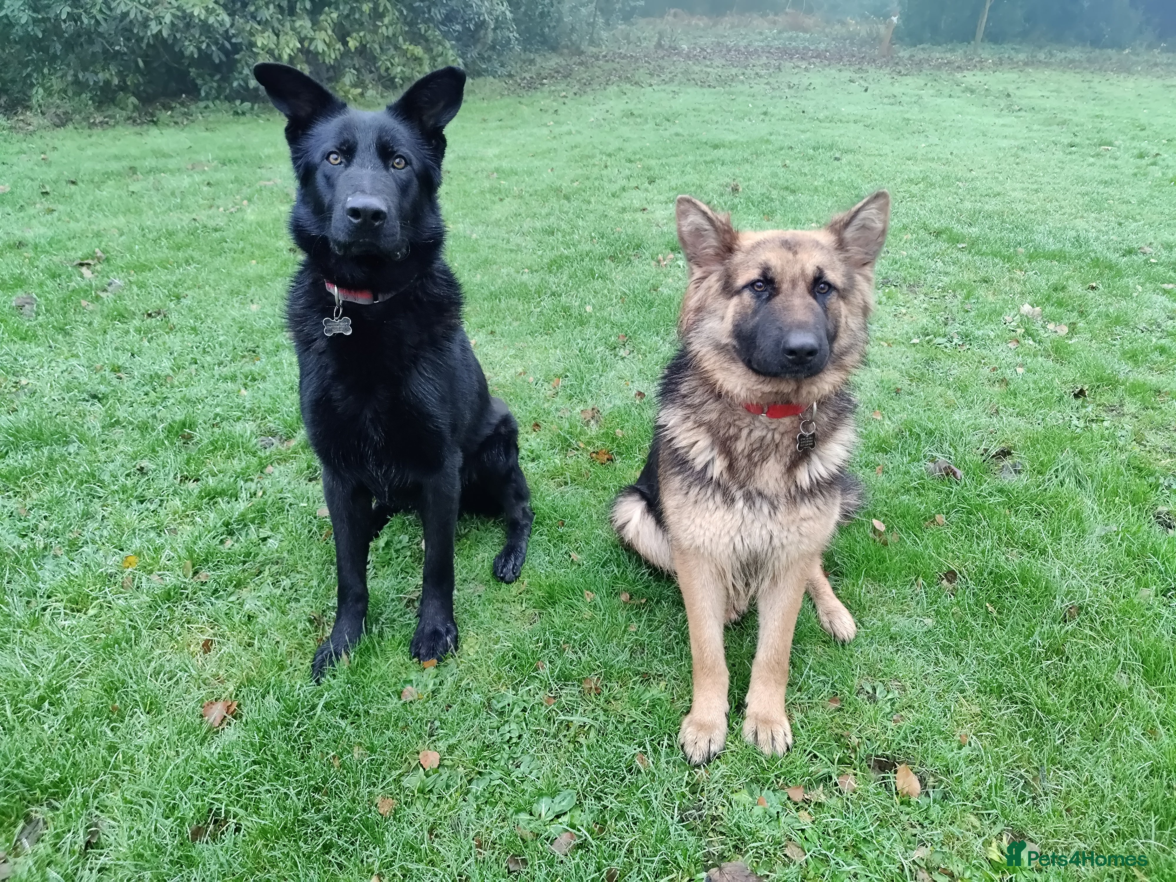 German Shepherd dogs Rare All-Black GSD Girls - Parents Owned & Present - Advert 14