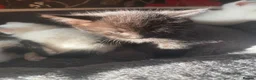 Mixed Breed cats for sale: 4 beautiful kitten ready for a amazing home. in Birmingham - Advert 10