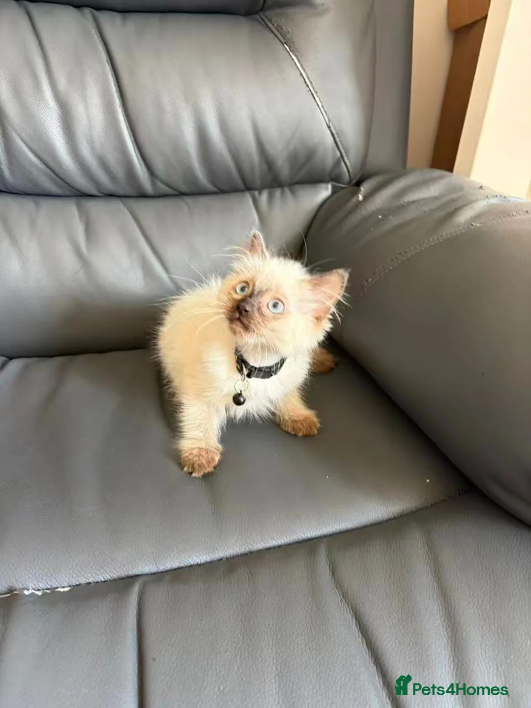 Ragdoll cats for sale: Ragdoll kittens for sale - Advert 22