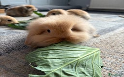 Mini Lion Lop rabbits for sale: Mini lion lop babies  - Image 16