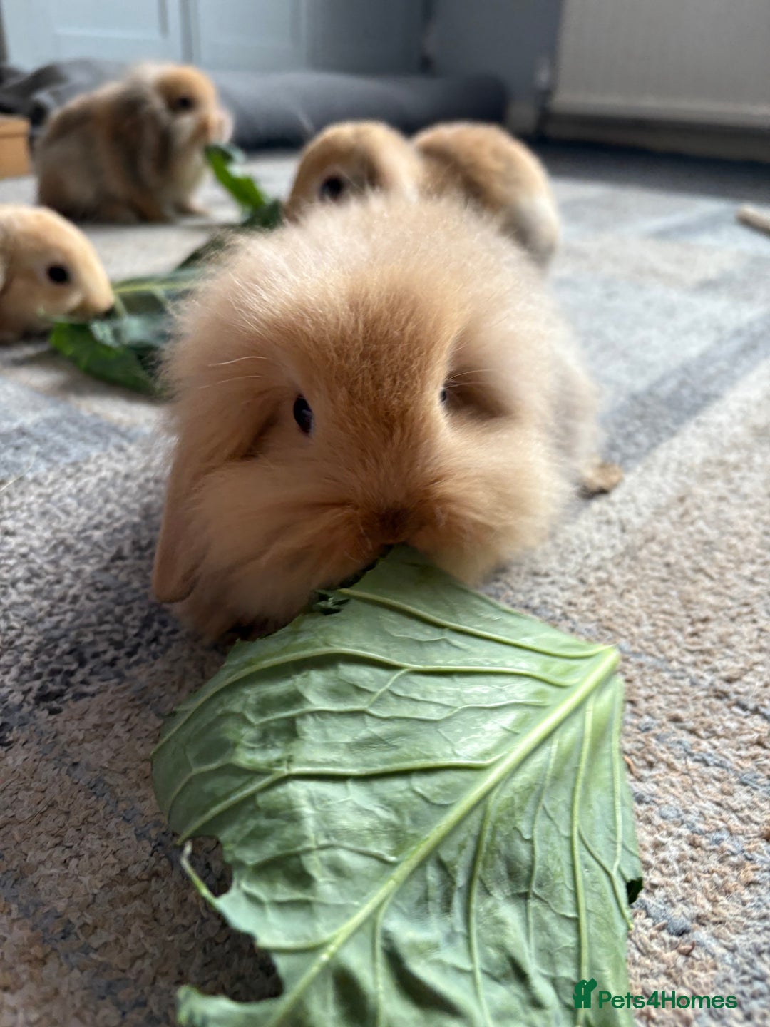 Mini Lion Lop rabbits for sale: Mini lion lop babies  - Image 16