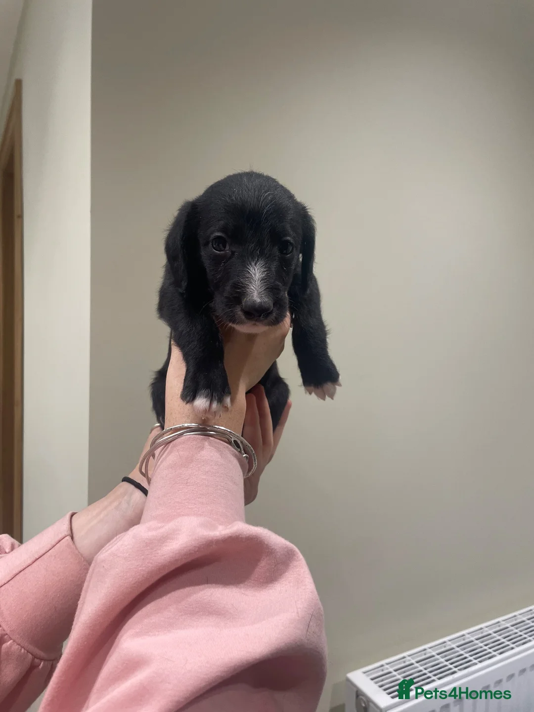Mixed Breed dogs for sale: 1st Cross Beddy Whippets - Advert 2